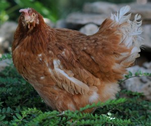 Olivia, kes päästeti munatööstusest, kus ta elas koos 120 000 teise kanaga. Foto: Jo-Anne McArthur/We Animals